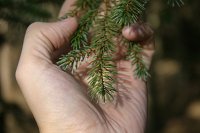 summer photograph Sitkaspar__Picea_sitchensis__Sitka_spruceimg_4698.jpg