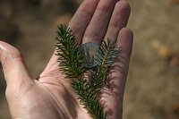 summer photograph Sitkaspar__Picea_sitchensis__Sitka_spruceimg_4700.jpg