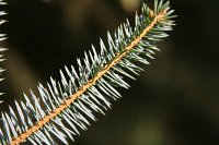 summer photograph Sitkaspar__Picea_sitchensis__Sitka_spruceimg_4707.jpg