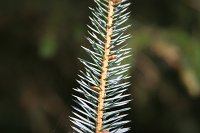 summer photograph Sitkaspar__Picea_sitchensis__Sitka_spruceimg_4709.jpg