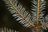 summer photograph Sitkaspar__Picea_sitchensis__Sitka_spruceimg_4710.jpg