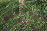 summer photograph Sitkaspar__Picea_sitchensis__Sitka_spruceimg_4712.jpg