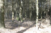 summer photograph Sitkaspar__Picea_sitchensis__Sitka_spruceimg_4718.jpg