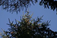 summer photograph Sitkaspar__Picea_sitchensis__Sitka_spruceimg_4740.jpg