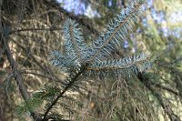 summer photograph Sitkaspar__Picea_sitchensis__Sitka_spruceimg_4756.jpg