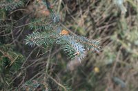 summer photograph Sitkaspar__Picea_sitchensis__Sitka_spruceimg_4758.jpg