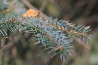 summer photograph Sitkaspar__Picea_sitchensis__Sitka_spruceimg_4761.jpg