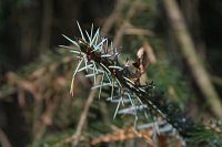 summer photograph Sitkaspar__Picea_sitchensis__Sitka_spruceimg_4763.jpg