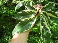 summer photograph Tamme_kastanje__Castanea_sativa__Sweet_chestnutimg_0407.jpg