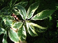 summer photograph Tamme_kastanje__Castanea_sativa__Sweet_chestnutimg_0408.jpg