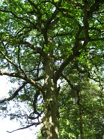 summer photograph Wintereik__Quercus_patrea__Sessile_oakimg_0411.jpg