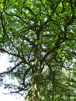 summer photograph Wintereik__Quercus_patrea__Sessile_oakimg_0412.jpg