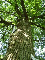 summer photograph Wintereik__Quercus_patrea__Sessile_oakimg_0416.jpg