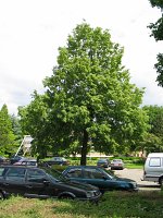 summer photograph Winterlinde__Tilia_cordata__Littleleaf_Lindenimg_6943.jpg