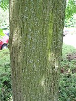 summer photograph Winterlinde__Tilia_cordata__Littleleaf_Lindenimg_6944.jpg