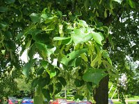 summer photograph Winterlinde__Tilia_cordata__Littleleaf_Lindenimg_6945.jpg