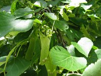 summer photograph Winterlinde__Tilia_cordata__Littleleaf_Lindenimg_6946.jpg