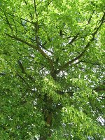 summer photograph Winterlinde__Tilia_cordata__Littleleaf_Lindenimg_6947.jpg