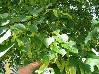summer photograph Winterlinde__Tilia_cordata__Littleleaf_Lindenimg_6948.jpg