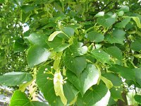 summer photograph Winterlinde__Tilia_cordata__Littleleaf_Lindenimg_6956.jpg