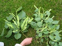 summer photograph Winterlinde__Tilia_cordata__Littleleaf_Lindenimg_6966.jpg