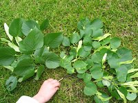 summer photograph Winterlinde__Tilia_cordata__Littleleaf_Lindenimg_6967.jpg