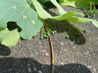 summer photograph Winterlinde__Tilia_cordata__Littleleaf_Lindenimg_6975.jpg