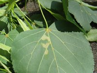 summer photograph Winterlinde__Tilia_cordata__Littleleaf_Lindenimg_6977.jpg