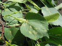 summer photograph Winterlinde__Tilia_cordata__Littleleaf_Lindenimg_6979.jpg