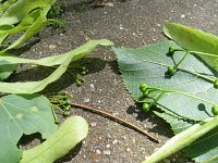 summer photograph Winterlinde__Tilia_cordata__Littleleaf_Lindenimg_6980.jpg