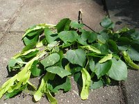 summer photograph Winterlinde__Tilia_cordata__Littleleaf_Lindenimg_6983.jpg