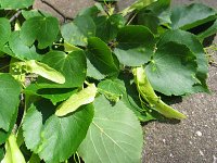 summer photograph Winterlinde__Tilia_cordata__Littleleaf_Lindenimg_6985.jpg