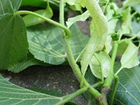 summer photograph Winterlinde__Tilia_cordata__Littleleaf_Lindenimg_6989.jpg