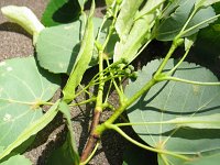 summer photograph Winterlinde__Tilia_cordata__Littleleaf_Lindenimg_6991.jpg