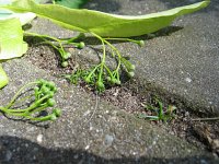 summer photograph Winterlinde__Tilia_cordata__Littleleaf_Lindenimg_6992.jpg