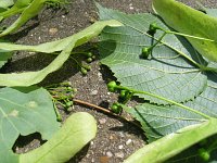 summer photograph Winterlinde__Tilia_cordata__Littleleaf_Lindenimg_6997.jpg