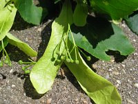 summer photograph Winterlinde__Tilia_cordata__Littleleaf_Lindenimg_6999.jpg