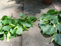 summer photograph Winterlinde__Tilia_cordata__Littleleaf_Lindenimg_7001.jpg
