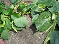 summer photograph Winterlinde__Tilia_cordata__Littleleaf_Lindenimg_7002.jpg