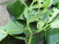 summer photograph Winterlinde__Tilia_cordata__Littleleaf_Lindenimg_7003.jpg