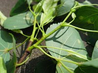 summer photograph Winterlinde__Tilia_cordata__Littleleaf_Lindenimg_7005.jpg