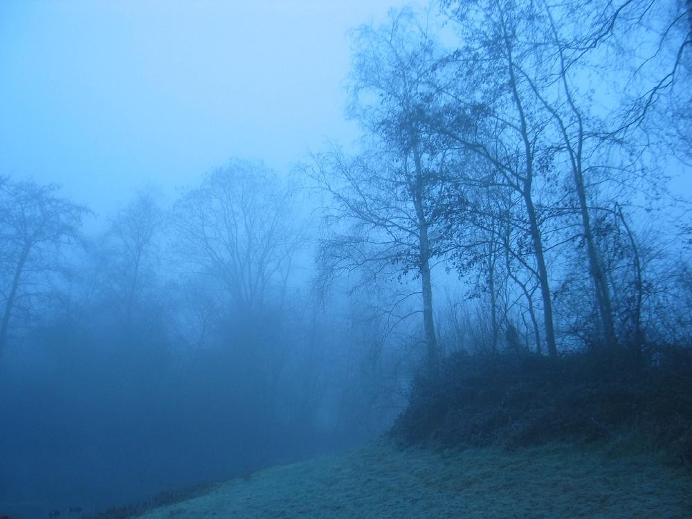 wandelen door het bos
