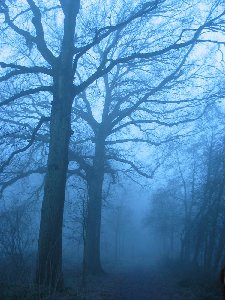 have a walk in the forest