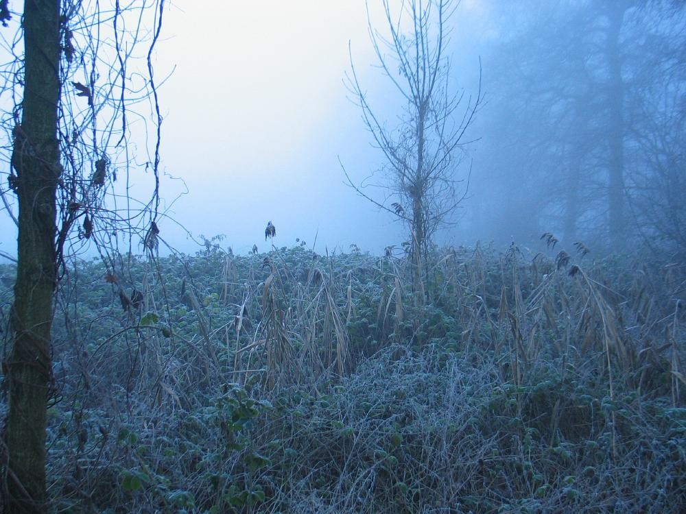 wandelen door het bos
