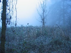 have a walk in the forest