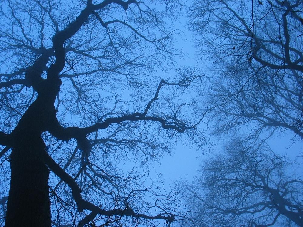 wandelen door het bos