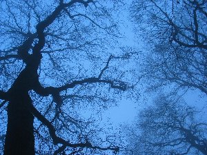 have a walk in the forest