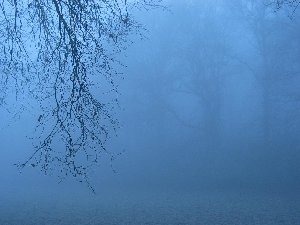 have a walk in the forest