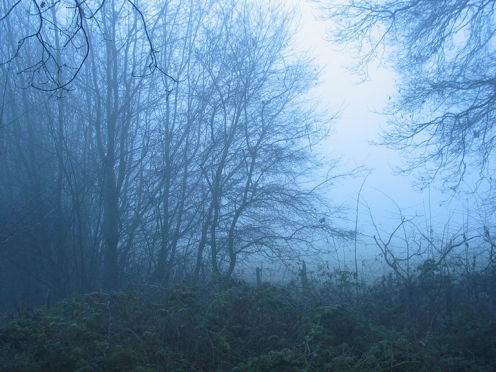 wandelen door het bos