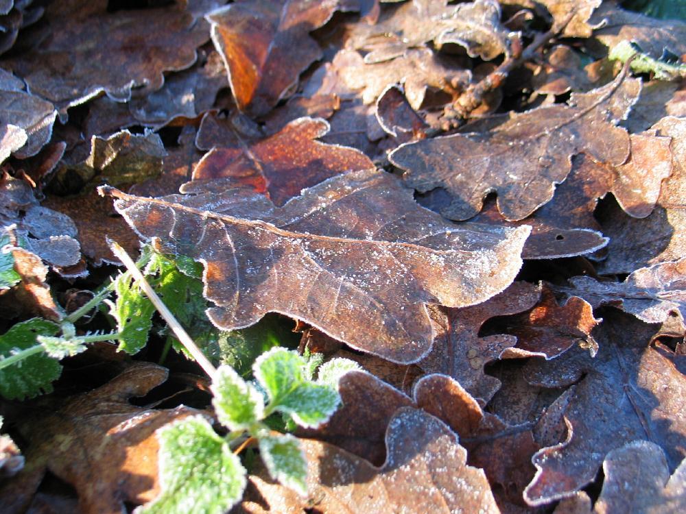wandelen door het bos
